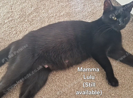 MAMA LULU &mdash; STILL LOOKING FOR HER FOREVER HOME