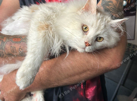 Maine Coon Male