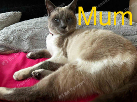 Siamese mix