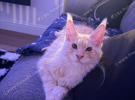 6m old Maine Coon