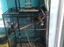 Ex l parrot cage