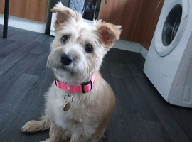 Cairn terrier 16 months old