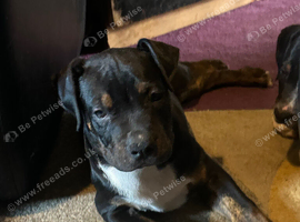17 week old puppies for sale ridgeback mastiff