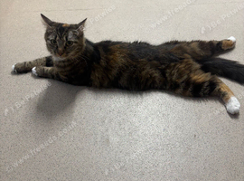 Longhaired 18month old female cat