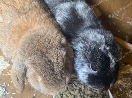 Bonded pair off female rabbits with cage