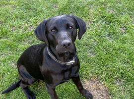 KC registered male 10 month old