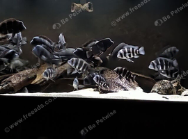 Frontosa Cichlids Tanganyika