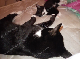 Kittens