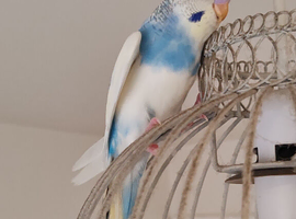 Budgies Age 2 months