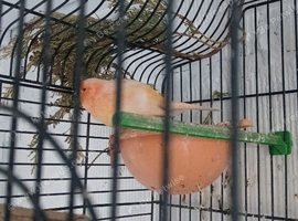 Red fact canaries