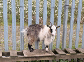 Female pigmy goats