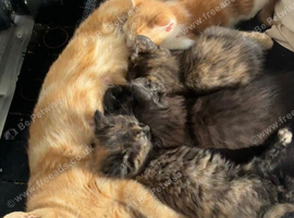 3 stunning kittens