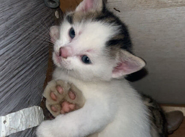 Kitten