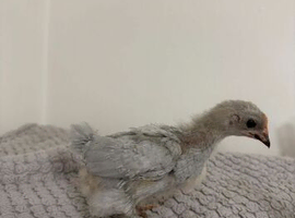 bantam chicks