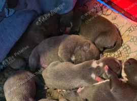 Stunning KC registered Home Raised Blue Staffy Puppies