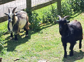 male piggy goats