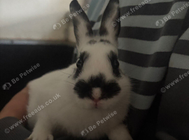 Bunny
