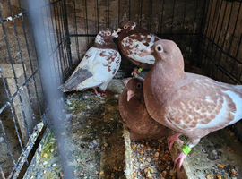 Pigeons