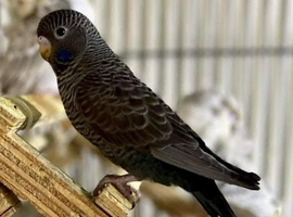 Wanted Black face and Black wing budgies