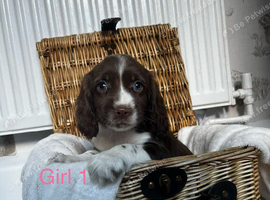Cocker spaniel puppies