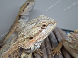 Baby bearded dragons for sale