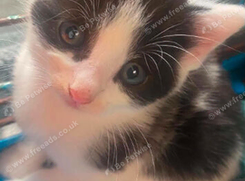 Cute kittens