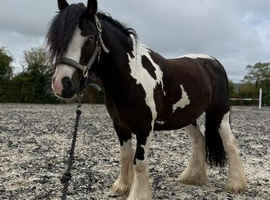 12.2 approx cob gelding