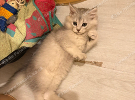1 British longhair x Mainecoon Male
