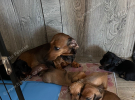 Beautiful traditionally bred puppies