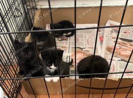Black and Tuxedo Kittens