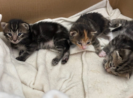 Tabby kittens
