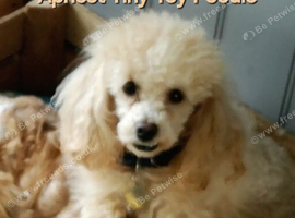 BEAUTUFUL KC FULL PEDIGREE PHANTOM MALE TOY POODLE WITH CERTIFICATES/PAPERS FOR SALE
