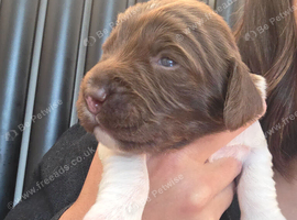 KC REGISTERED ENGLISH SPRINGER SPANIELS