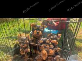 Beautiful Yoshire terrier puppies