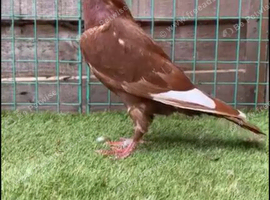 Pigeon for sale