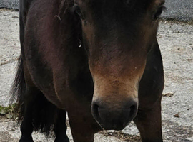 Gorgeous Bay Yearling Mini Shetland Colt