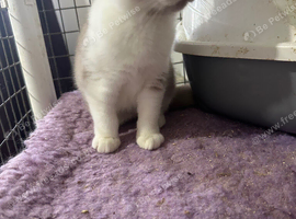 Top pedigree British shorthair kittens ready now