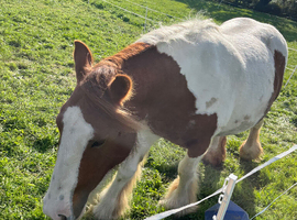 Gypsy cob