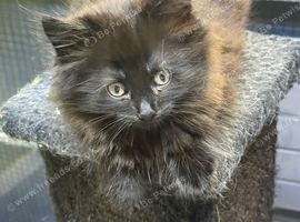 Mainecoon x