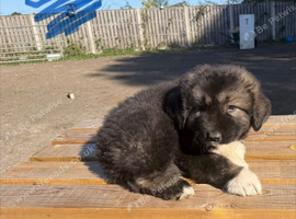 1 stunning Caucasian puppy left. Boy ready to leave