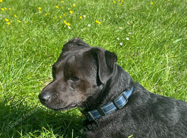 Beautiful Patterjack male to stud