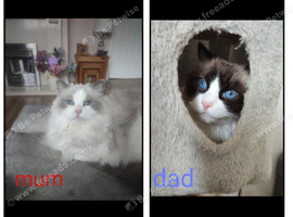 Ragdoll kittens due