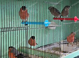 Siberian and native Bullfinch's