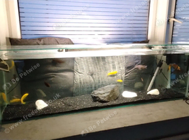 Full setups with fish