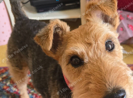 8 yr old welsh terrier Female
