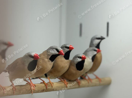 Hack finches