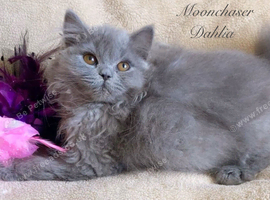 Gorgeous British Longhair Kitten Registered