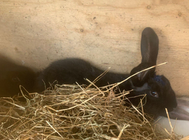 New Zealand rabbits