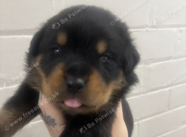 Rottweiler puppies
