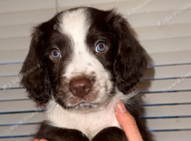 English Springer Spaniel/Labradoodle puppy&rsquo;s